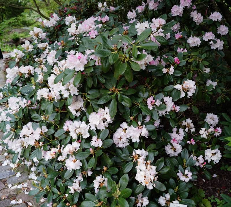 Rhododendron 'Silberwolke' • Rhododendron yakushimanum 'Silberwolke' Ansicht 2