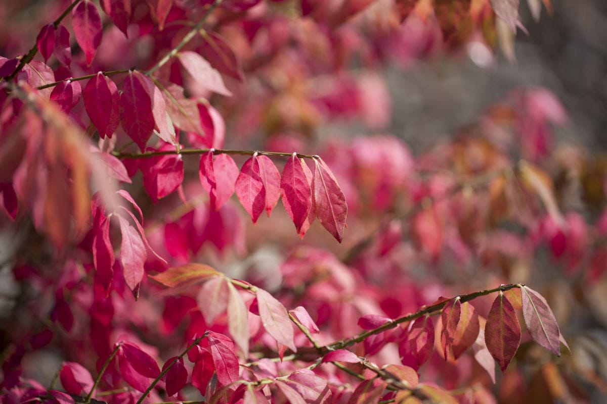 Großfrüchtiges Pfaffenhütchen • Euonymus planipes