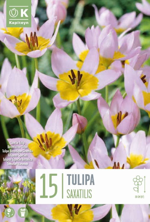 Blumenzwiebel - Tulipa saxatilis 15er Packung