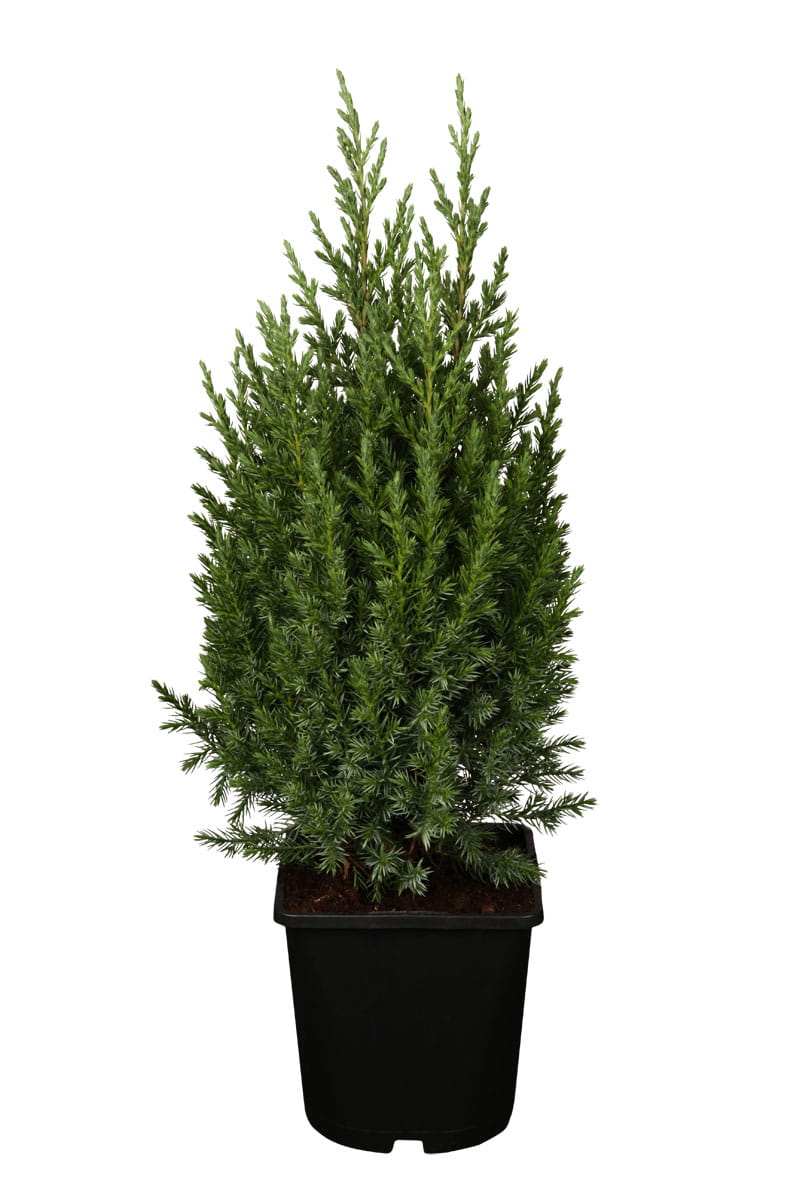 Blauer Mooswacholder 'Stricta' • Juniperus chinensis 'Stricta' Ansicht 6