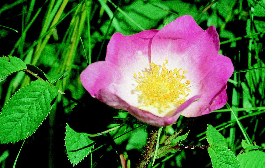 Essig-Rose • Rosa gallica