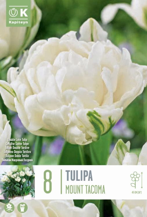 Blumenzwiebel - Tulipa 'Mount Tacoma' 8er Packung   