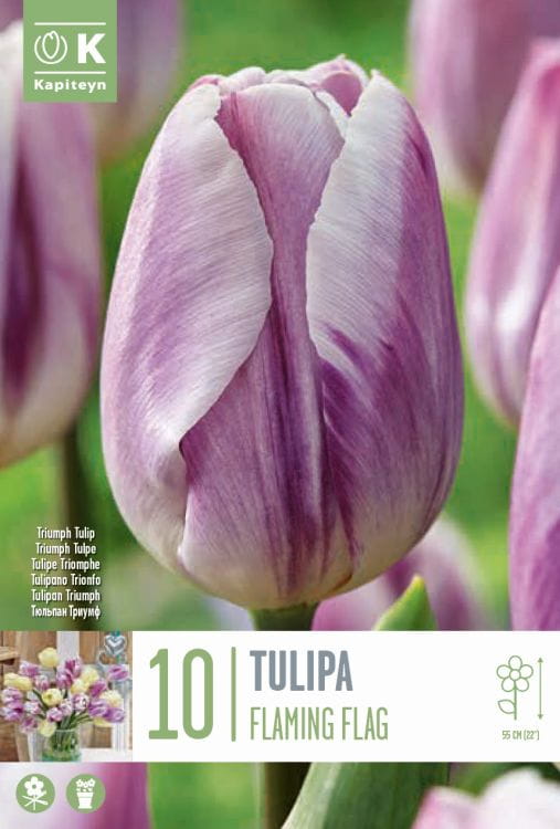 Blumenzwiebel -  Tulipa 'Flaming Flag' 10er Packung 