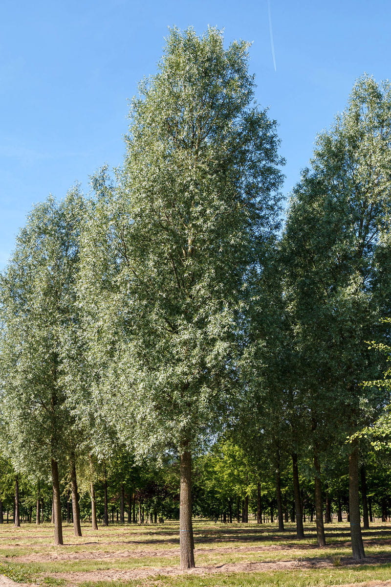 Silberweide 'Liempde' • Salix alba 'Liempde'