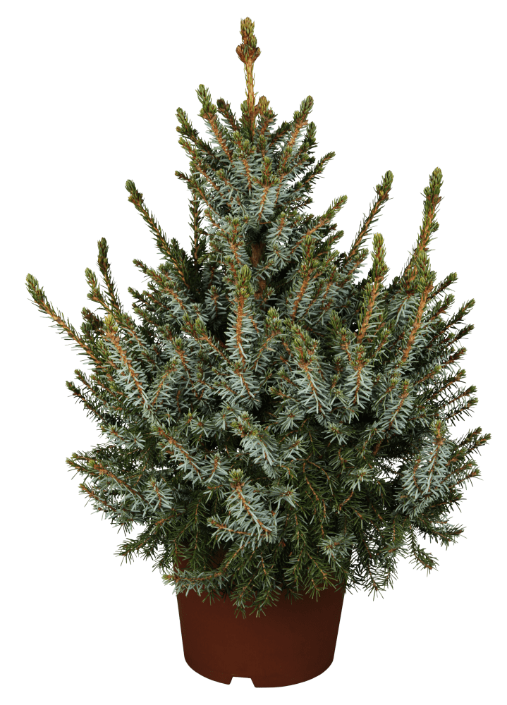 Serbische Kegel-Fichte • Picea omorika 'Nana'
