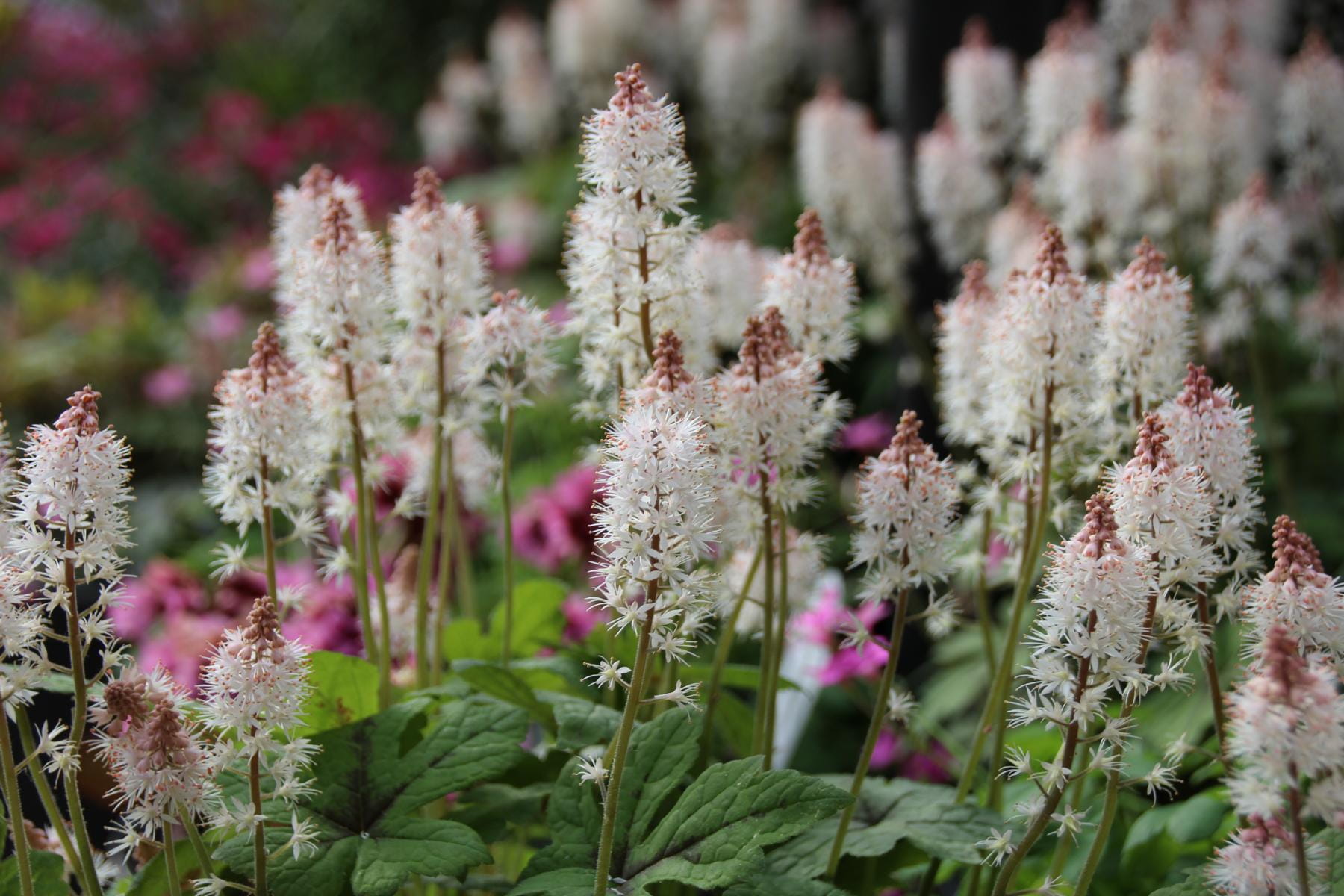 Zipfelblättrige Garten Schaumblüte • Tiarella laciniata Spring Symphony Ansicht 4 Zipfelblättrige Garten Schaumblüte • Tiarella laciniata Spring Symphony Ansicht 4