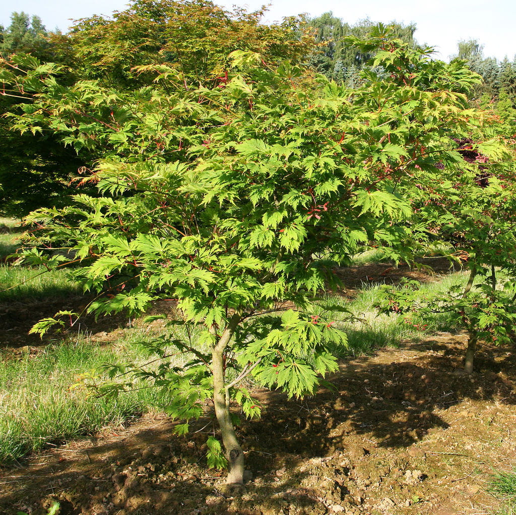 Japanischer Feuerahorn 'Aconitifolium' • Acer japonicum 'Aconitifolium' Ansicht 8