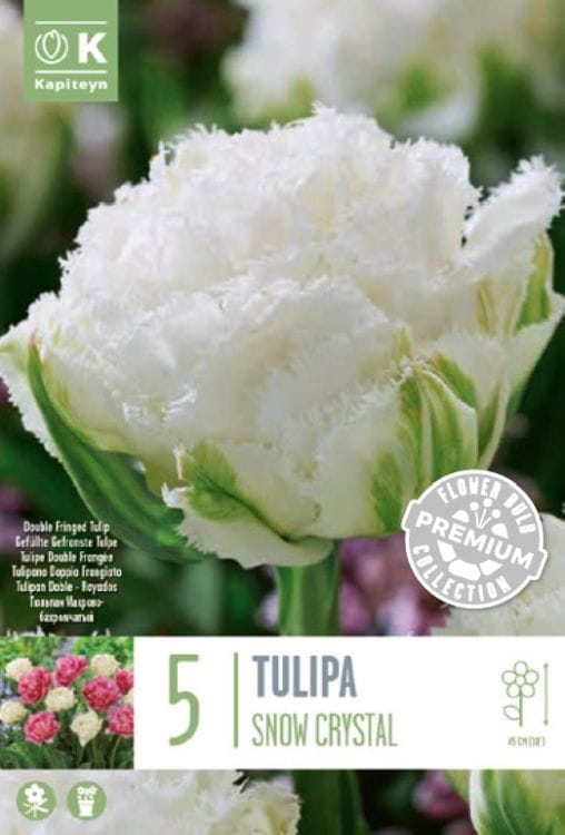 Blumenzwiebel -  Tulipa 'Snow Crystal' 8er Packung 