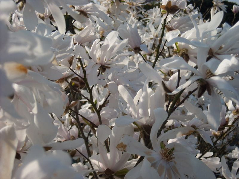 Sternmagnolie • Magnolia stellata Ansicht 6