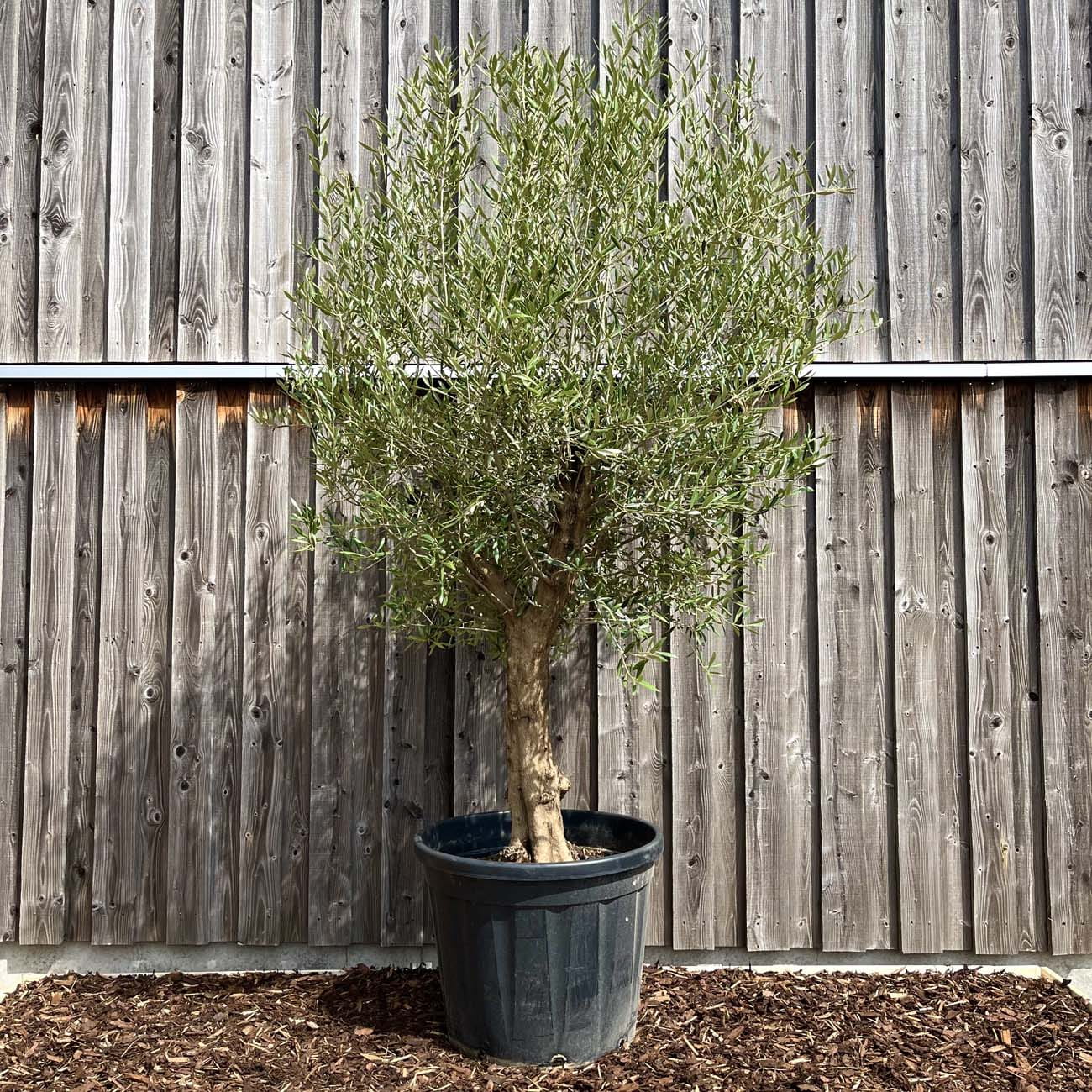 Olivenbaum Olive • Olea Europaea (WYSIWYG)