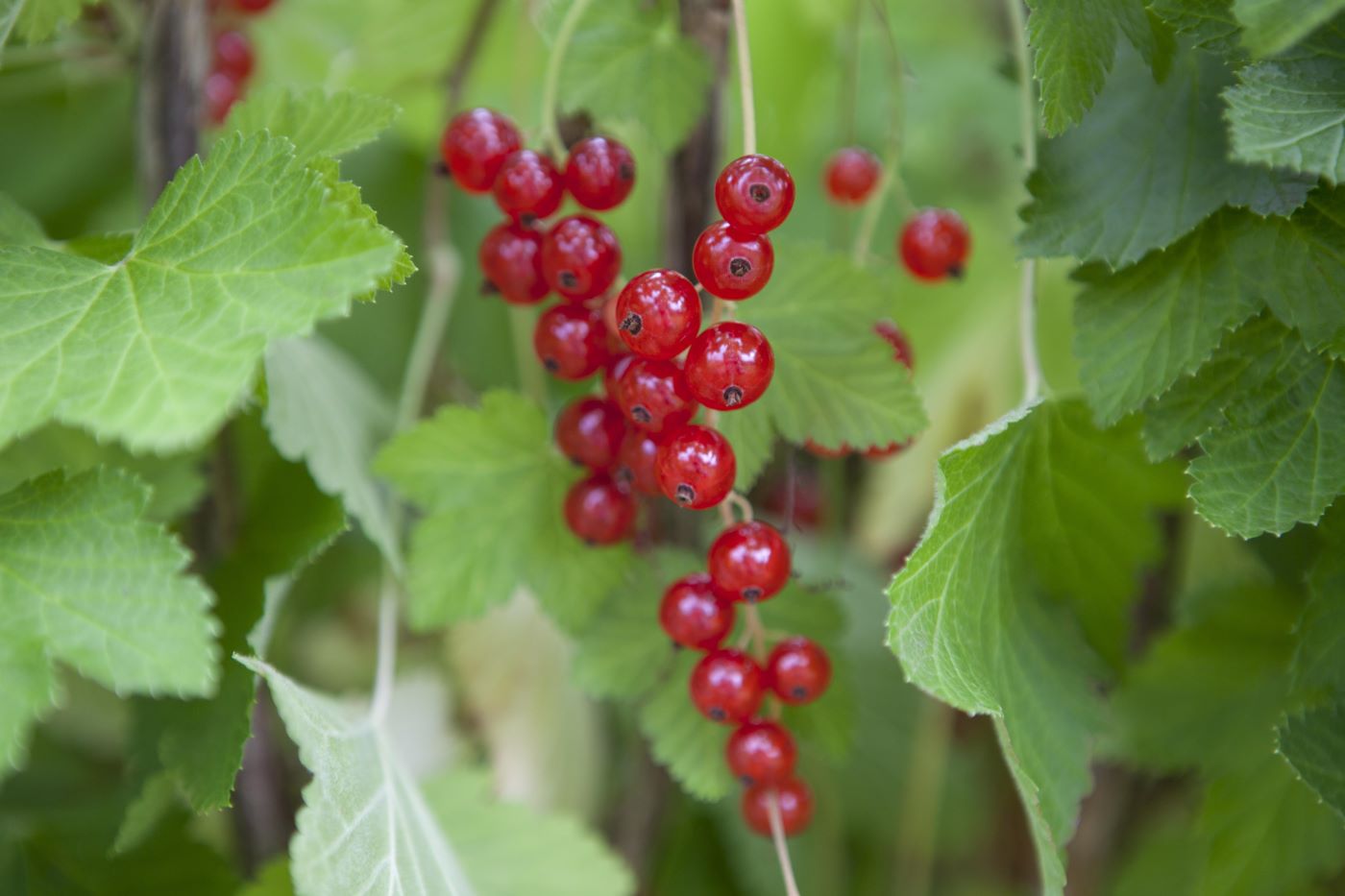 Rote Johannisbeere 'Red Lake' • Ribes rubrum 'Red Lake' Ansicht 1