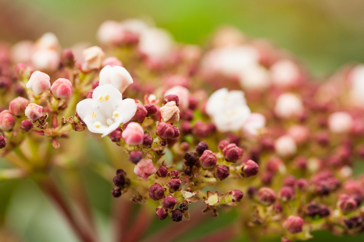 Zwerg-Duftschneeball 'Nanum' • Viburnum farreri 'Nanum' Ansicht 3