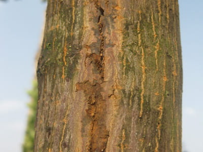 Kugelahorn 'Globosum' • Acer platanoides 'Globosum' Ansicht 7