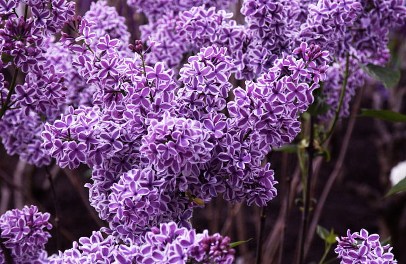 Kategorie <b>Blütensträucher und Ziergehölze </b> - Edelflieder 'Sensation' • Syringa vulgaris 'Sensation'