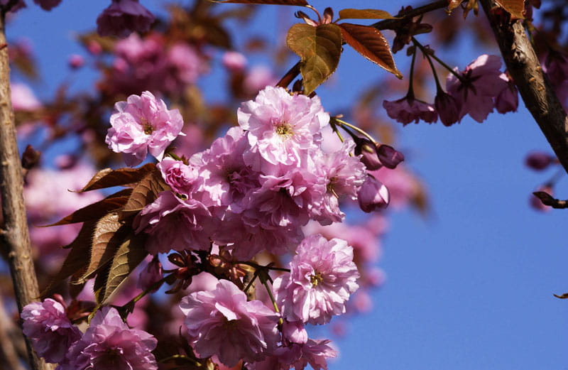 Japanische Blütenkirsche 'Kanzan' • Prunus serrulata 'Kanzan' Ansicht 3