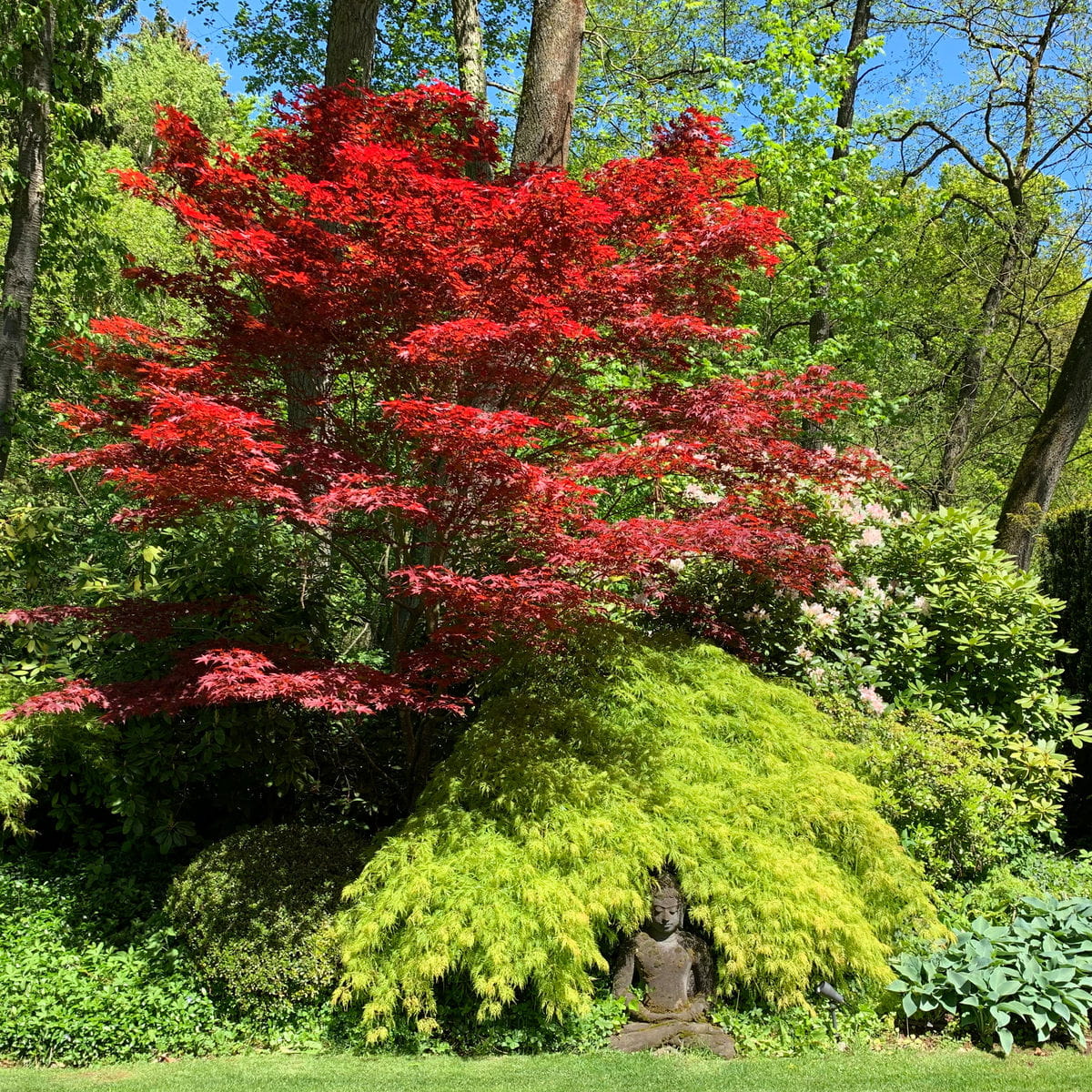 Roter Fächerahorn 'Atropurpureum' • Acer palmatum 'Atropurpureum' Ansicht 7