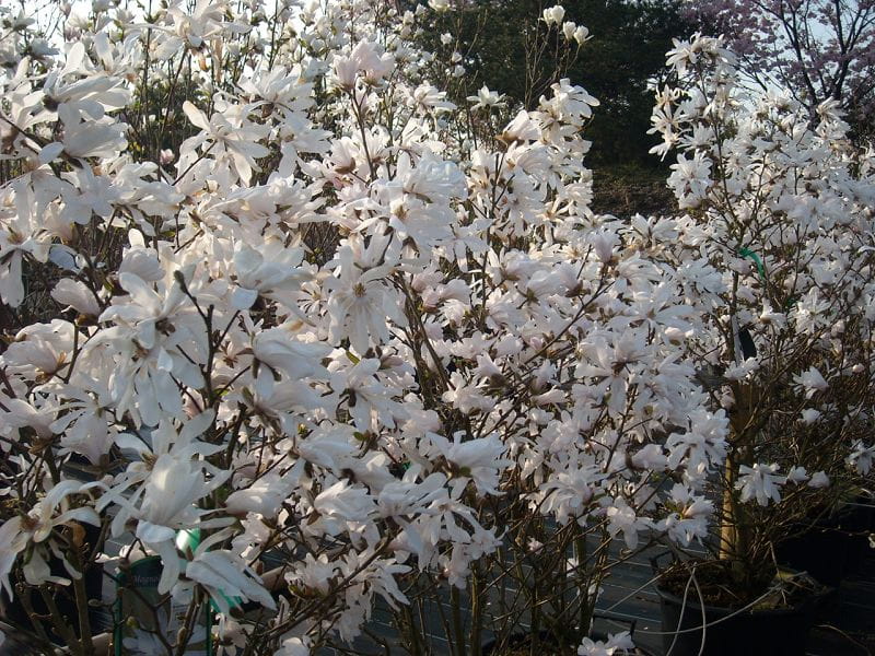 Sternmagnolie • Magnolia stellata Ansicht 8