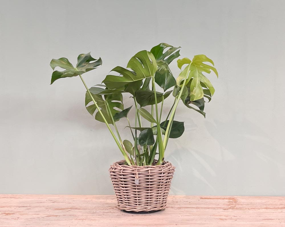 Fensterblatt • Monstera deliciosa Topfdurchmesser 21 cm, 70 cm hoch Topfware Ansicht 5
