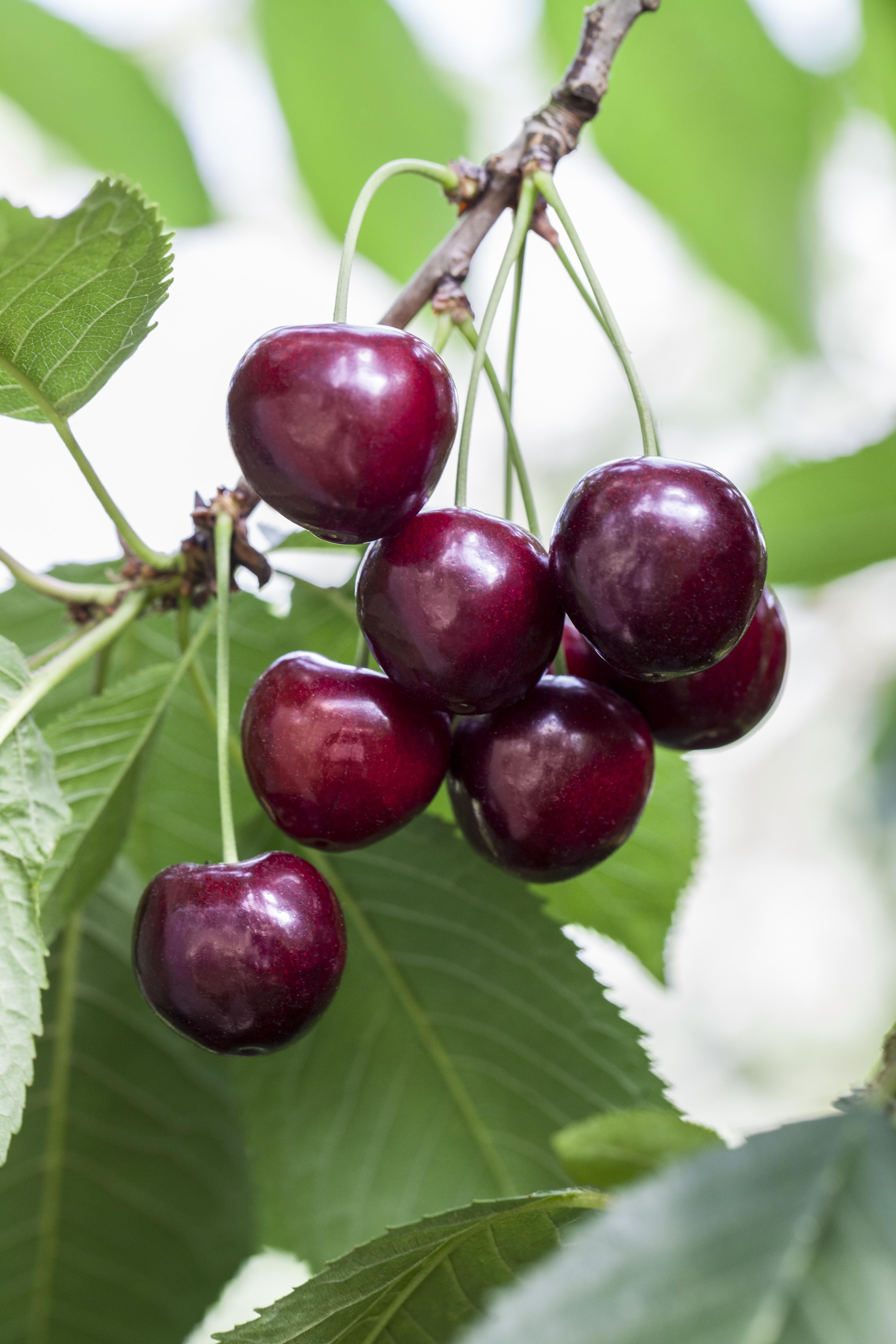 Süßkirsche 'Große Schwarze Knorpelkirsche' • Prunus avium 'Große Schwarze Knorpelkirsche' Ansicht 1