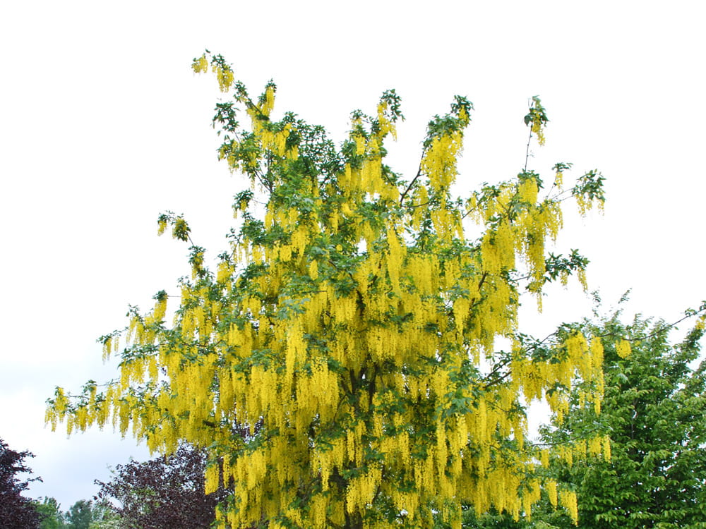 Edel-Goldregen 'Vossii' • Laburnum watereri 'Vossii' Containerware 125-150 cm hoch, Solitärpflanze Ansicht 4