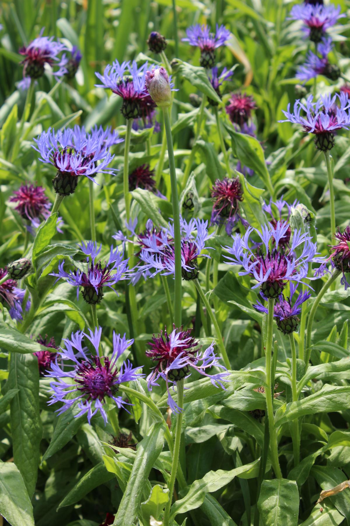 Berg-Flockenblume kaufen