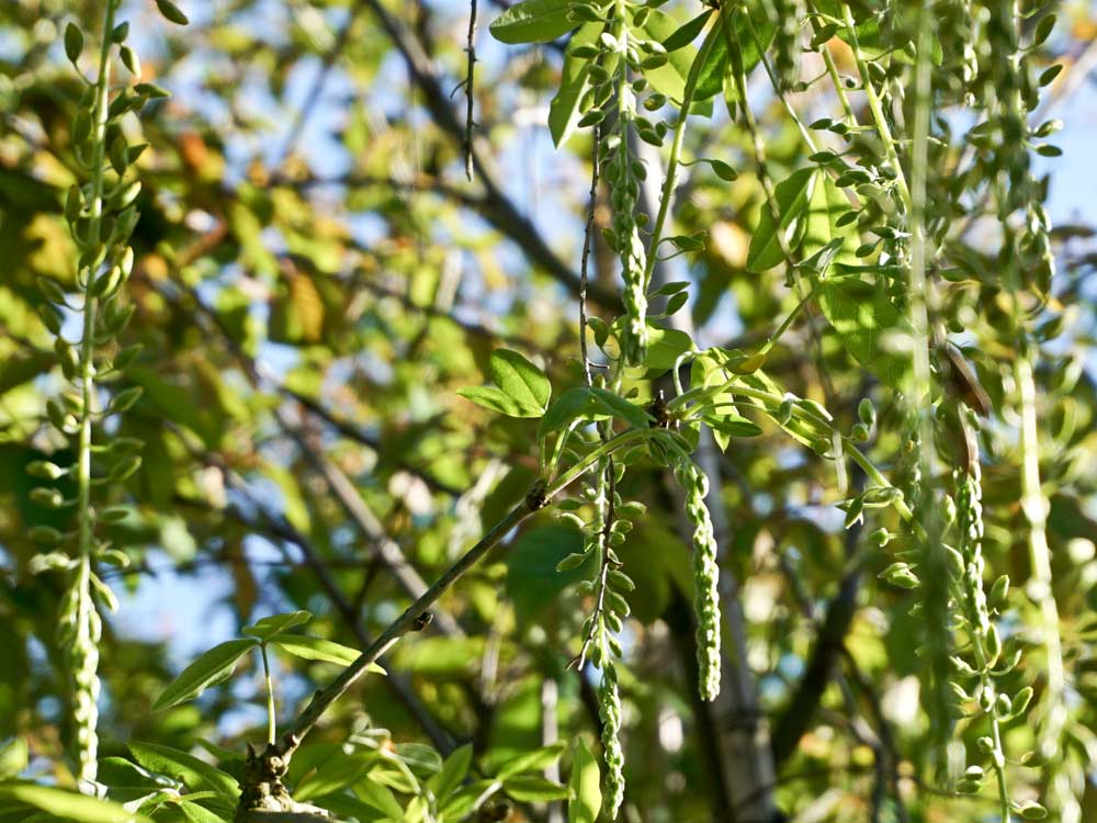 Edel-Goldregen 'Vossii' • Laburnum watereri 'Vossii' Containerware 125-150 cm hoch, Solitärpflanze Ansicht 5