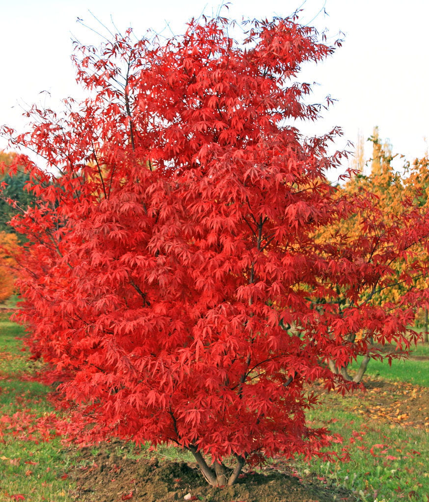 Roter Fächerahorn 'Atropurpureum' • Acer palmatum 'Atropurpureum' Ansicht 6