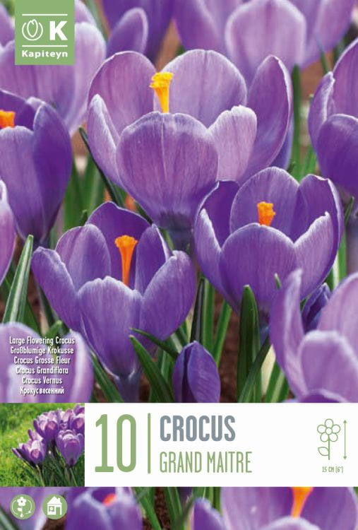 Blumenzwiebel - Crocus vernus 'Grand Maitre' 10er Packung