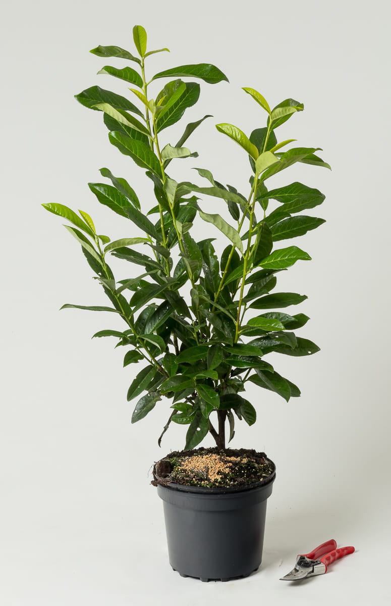 Kirschlorbeer 'Genolia' • Prunus laurocerasus 'Genolia'