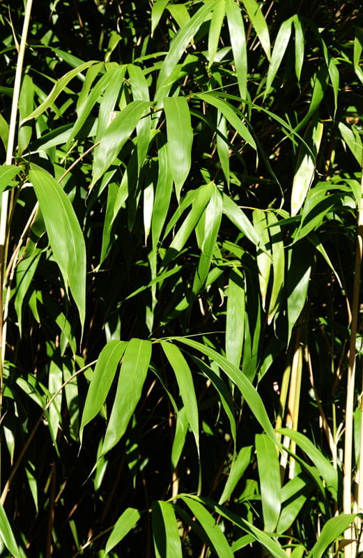 Pfeilbambus • Pseudosasa japonica Ansicht 3