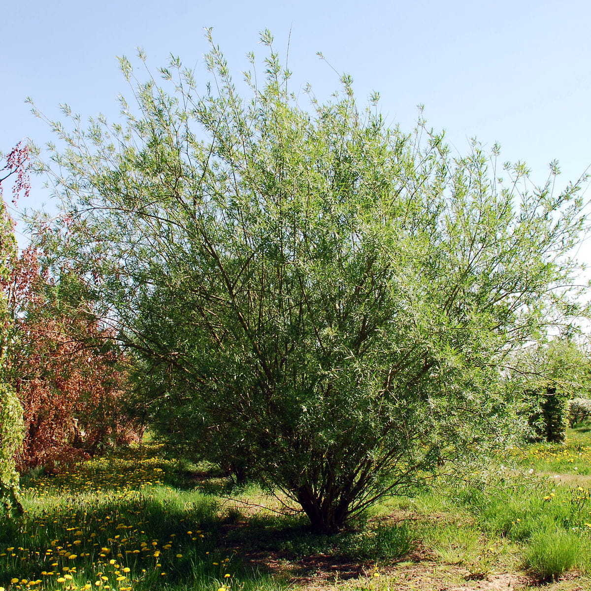 Korbweide • Salix viminalis