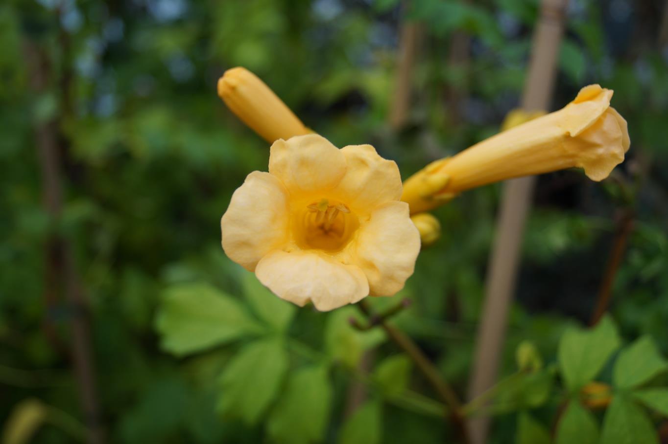 Gelbe Trompetenblume 'Flava' • Campsis radicans 'Flava' Ansicht 10