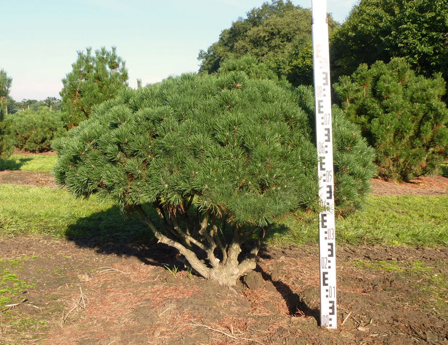 Krummholz-Kiefer • Pinus mugo var. mughus Ansicht 3