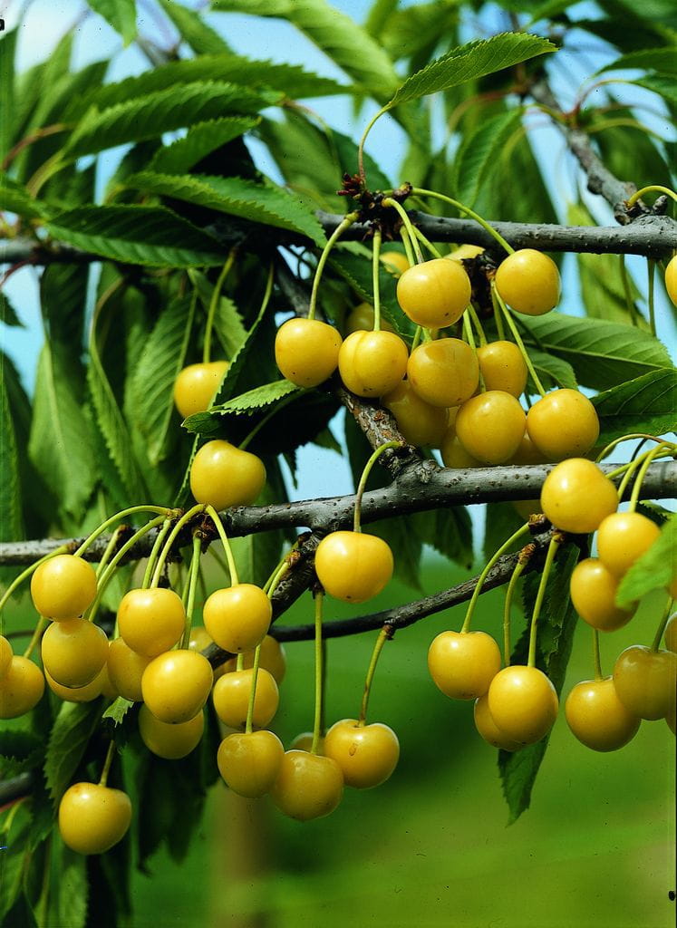 Süßkirsche 'Dönissens Gelbe Knorpelkirsche' • Prunus avium 'Dönissens Gelbe Knorpelkirsche' Ansicht 1