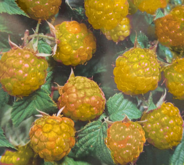Himbeere 'Golden Queen' • Rubus idaeus 'Golden Queen'
