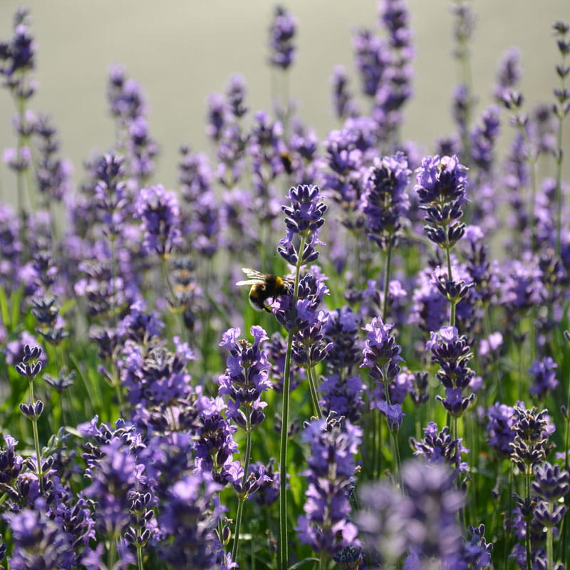 Bienenparadies im Garten
Lavendel