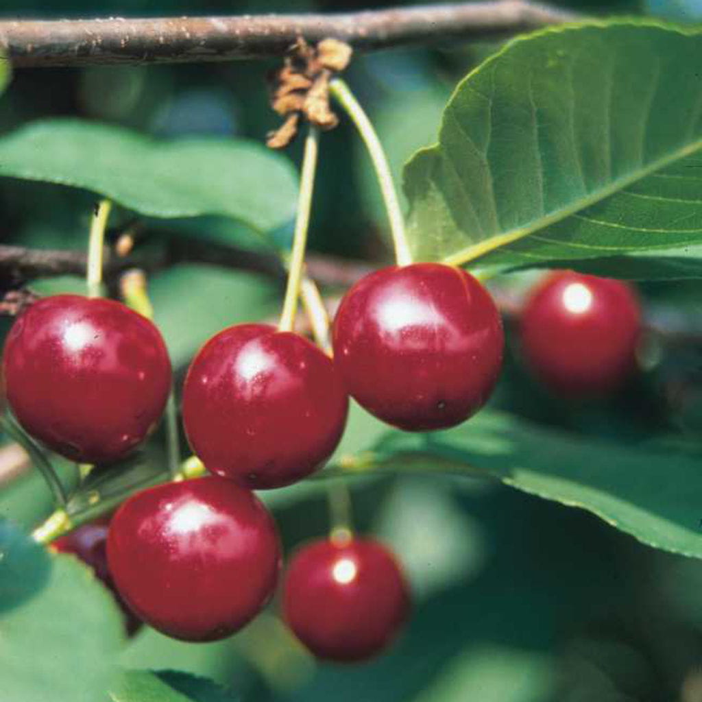 Sauerkirsche 'Karneol' • Prunus cerasus 'Karneol'