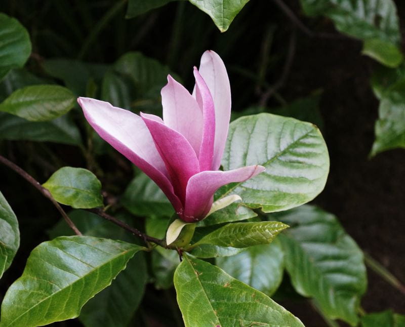 Purpurmagnolie 'Ricki' • Magnolia liliiflora 'Ricki'