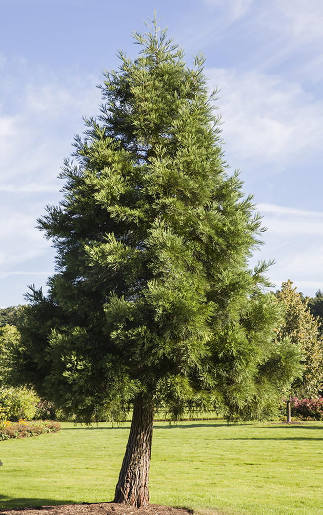Kalifornischer Berg-Mammutbaum • Sequoiadendron giganteum