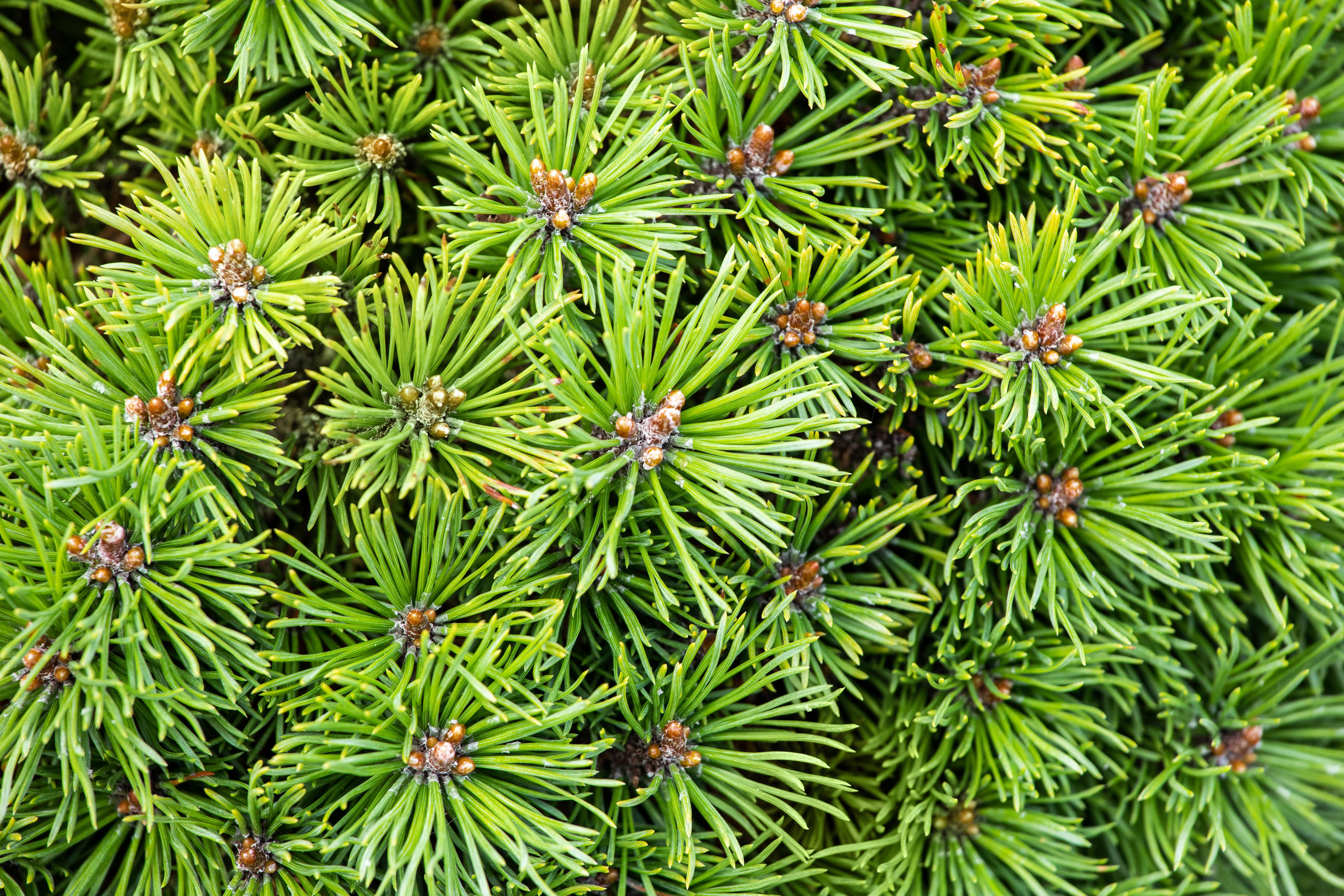 Zwerg-Kiefer 'Mini Mops' • Pinus mugo 'Mini Mops'