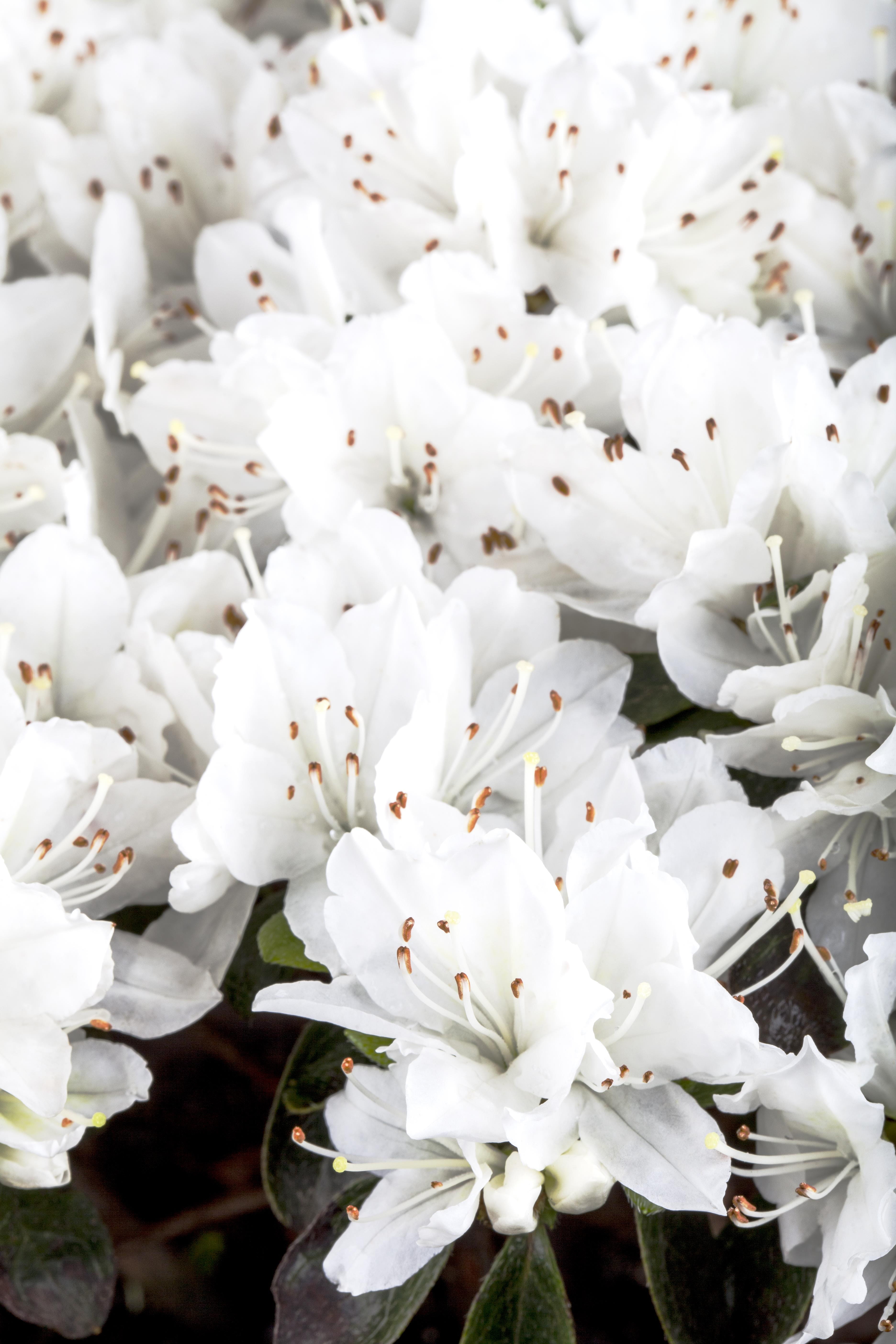 Japanische Azalee 'Diamant Weiß' • Rhododendron obtusum 'Diamant Weiß'
