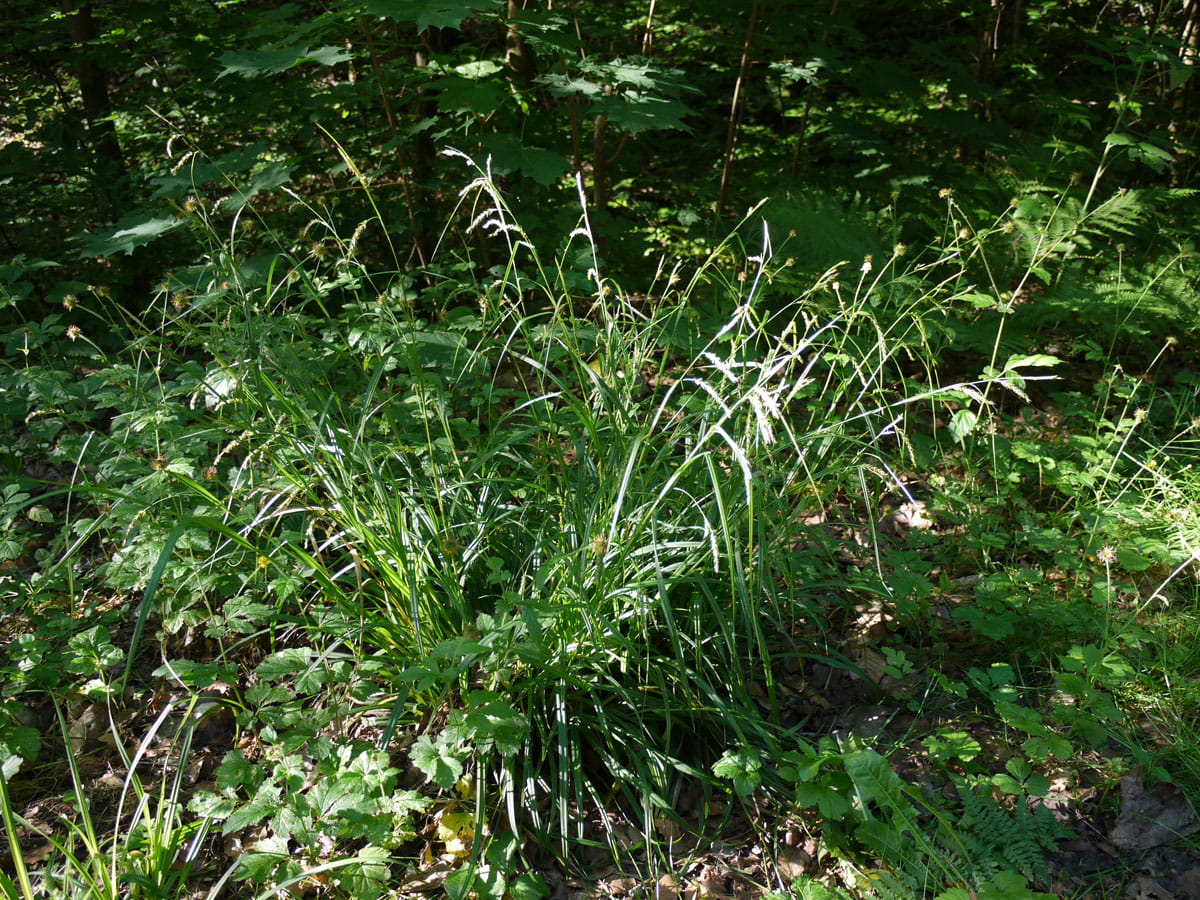 Wald-Segge • Carex sylvatica Ansicht 1