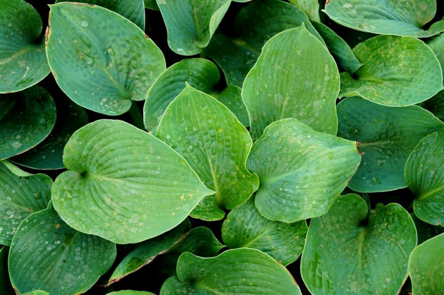 Garten-Funkie Bressingham Blue • Hosta sieboldiana Bressingham Blue Ansicht 6