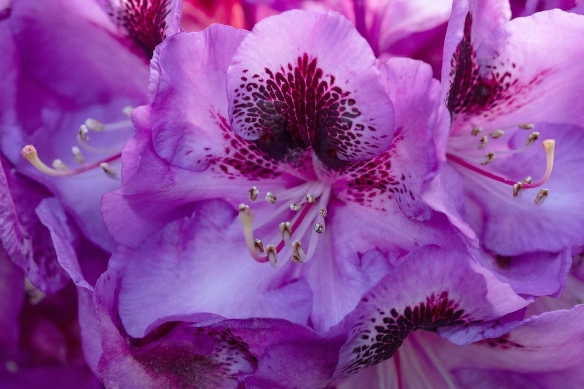 Rhododendron 'Bariton' • Rhododendron Hybride 'Bariton' Ansicht 1