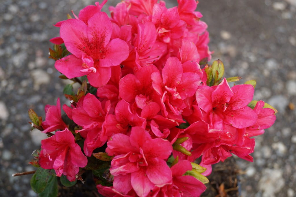 Japanische Azalee 'Gislinde' • Rhododendron obtusum 'Gislinde'