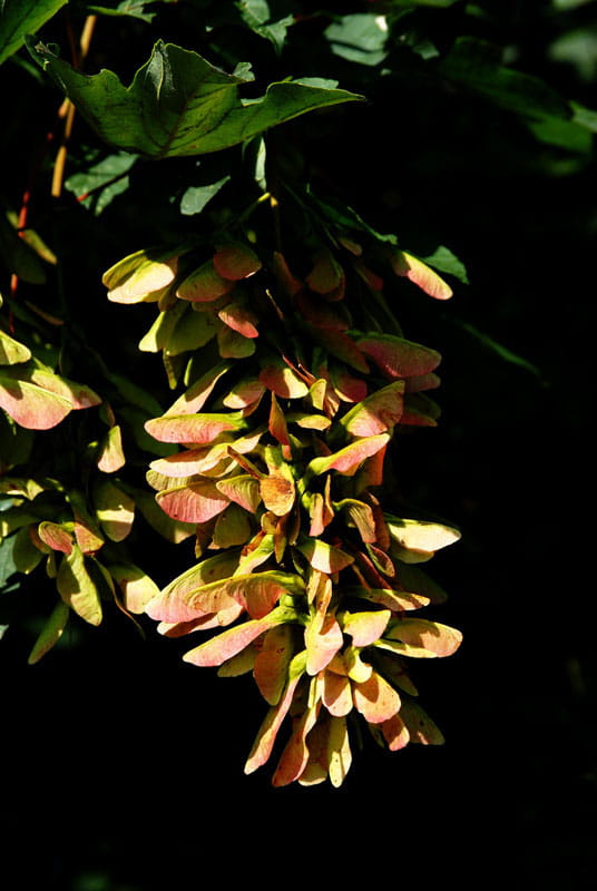 Berg-Ahorn • Acer pseudoplatanus Ansicht 2