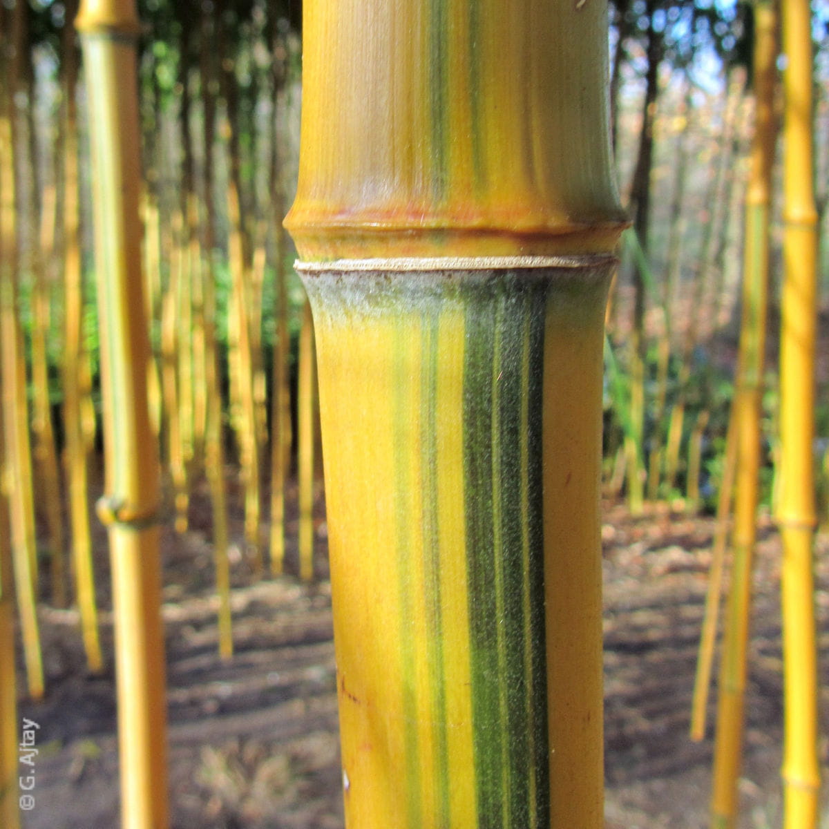 Zick-Zack-Bambus 'spectabilis' • Phyllostachys aureosulcata 'spectabilis' Ansicht 6
