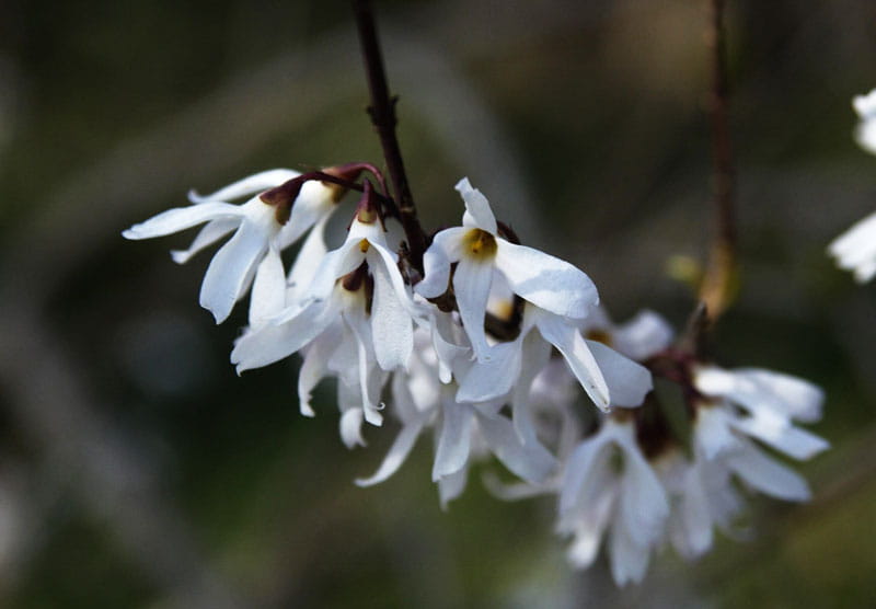 Weiße Forsythie • Abeliophyllum distichum Ansicht 1