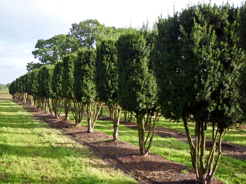 Fruchtende Bechereibe 'Hicksii' • Taxus media 'Hicksii'