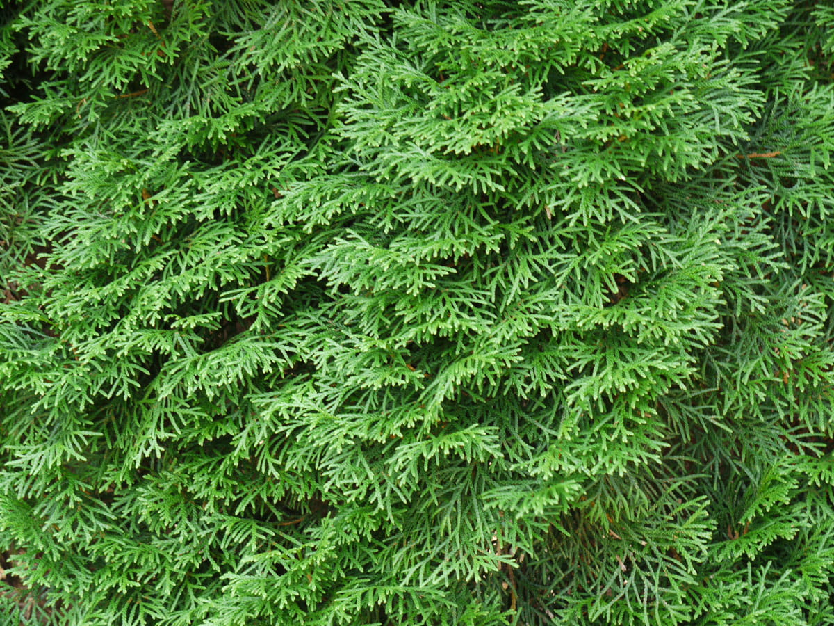 Lebensbaum 'Smaragd' • Thuja occidentalis 'Smaragd' Ansicht 10